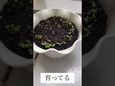 ルッコラ🌱都会のベランダ　菜園 #癒し