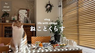 Life with a cat begins with breakfast/New Year's CAT gift bag/strolling in Osaka(CATVLOG)