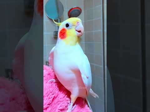 Adorable Cockatiel Jerry's Cute Vocalization 🥰🎶🦜#cockatielscraze #cutealert #Cutepets