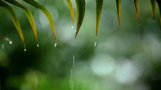 Relaxing Music with Rain Sounds for Sleeping / Healing of Stress, Anxiety and Depressive