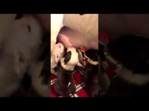 Newborn Pit bull Puppies Nursing