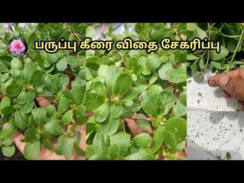 பருப்பு கீரை விதை சேகரிப்பு/Seeds Collection