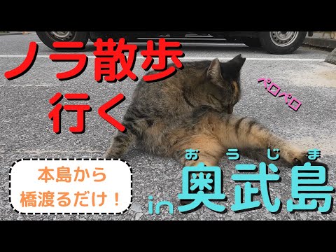 奥武島のノラ猫に会ってきた！ #猫 #沖縄 #奥武島