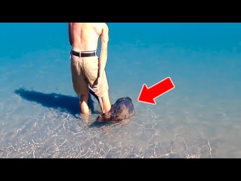 Man Enters the Water – When Something Grabs His Foot, He Screams!