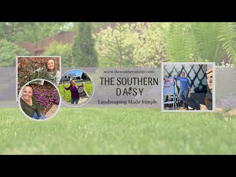 The Southern Daisy Live Stream