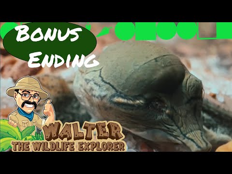 Walter Rescues a One-Eyed Baby Turtle