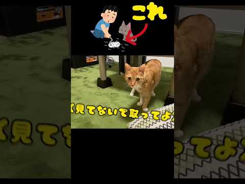 たまにはお仕置も必要です。#shorts #猫 #保護猫