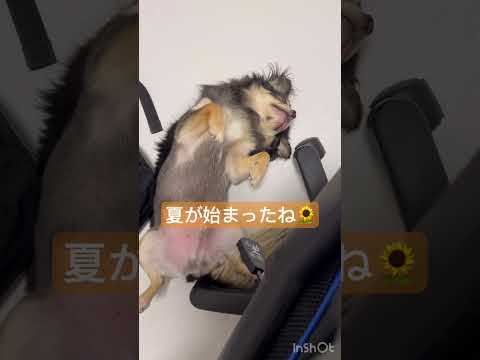 夏の始まり☆チワワの夏休み-Beach Boys-／ロングコートチワワ ブラックタン／子犬の飼い方育て方／室内犬 初めて飼う／子犬の成長記録／ペットおもしろ動画／可愛いチワワの映像【暴れん坊 大吉】