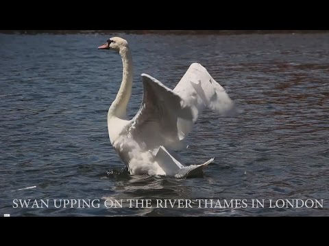 Swan Upping - bring mute swans back to the River Thames in London