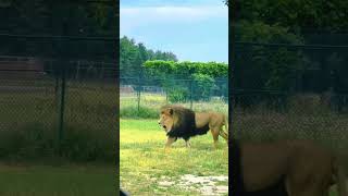 Meet the Lions - African Lion Safari