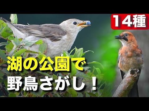 初めて見る野鳥とキツツキの愉快な物語！