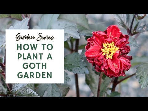 How to Plant a Goth Garden 🖤💀 | GARDEN SERIES