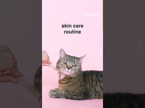 Did You Know Your Cat May Need A Special Skincare Regime? #catskincare #shorts