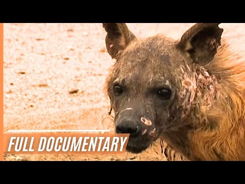 Namibia’s Wild Skeleton Coast - Dangerous and Wild | Full Documentary