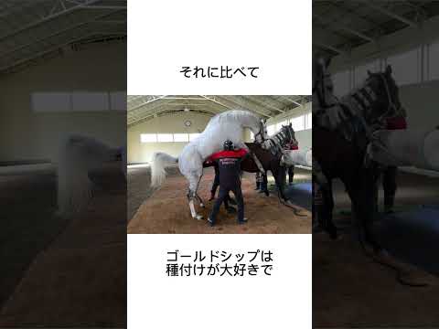 真摯なゴールドシップ　#競馬 #馬 #騎手 #競艇 #競輪#雑学