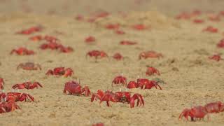 !!Red 🦀 Crabs!! Beach full of red crabs❤ #crabs #beach #talsari #Odisha