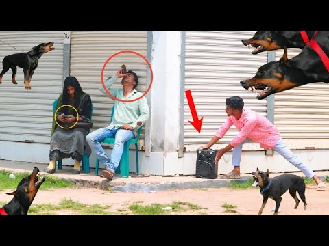 FAKE DOG PRANK on GIRL Beat pranks 2025! with Popping Balloons PRANK -Funny Reaction on ComicaL TV