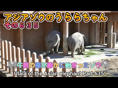 アジアゾウのうららちゃん（６３５）🐘午前の部が静かに始まったゾウ🐘（東山動植物園）Ulala of the Asian elephant Part 635