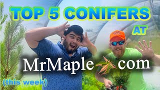 Top 5 Conifers of the Week @ MrMaple.com