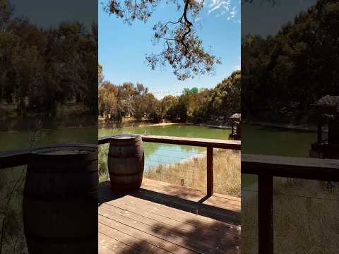 Tranquil moments🤍✨🌿#adelaide #southaustralia #australia #barossavalley #lakeview #peacock #turtle