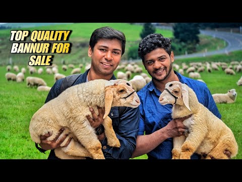 Bannur sheep for sale in Bangalore at very reasonable prices full detail video with prices