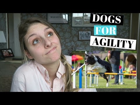 BEST DOGS FOR AGILITY