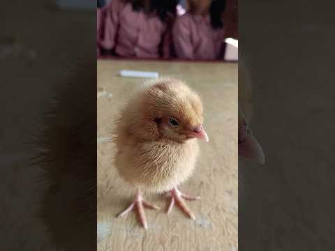 Aap inhe jaante hain 😃 || #shorts #rap #cutebirds #hmm #khullarg #trendingsong #viralshorts #yt