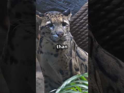 Wolverine VS Clouded Leopard: Who's the Real Tough Guy?  #shorts