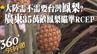 大陸需不需要台灣鳳梨?廣東35萬畝優質鳳梨採收 瞄準出口RCEP成員國｜360°今日中國 @中天新聞CtiNews