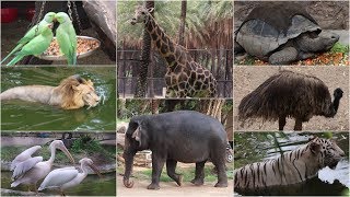 NEHRU ZOO HYDERABAD - HD Video - FULL Coverage || nehru zoological park