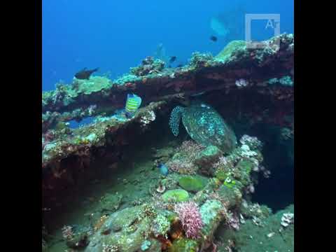 Turtle feeding at USAT Liberty Wreck - Underwater video with a cheap cellphone.