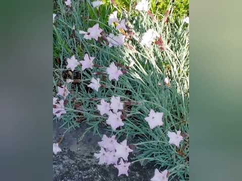 kunterbunte Blumen