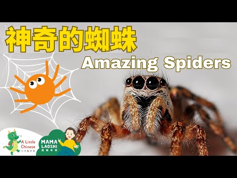 All about Spiders in Chinese 認識蜘蛛 | Learn Chinese for Kids, Toddlers & Preschoolers