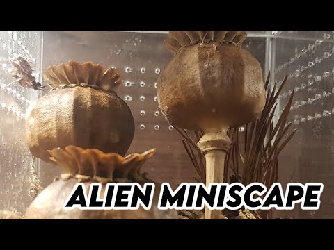 Alien Miniscape for my Mantis [REHOUSE]