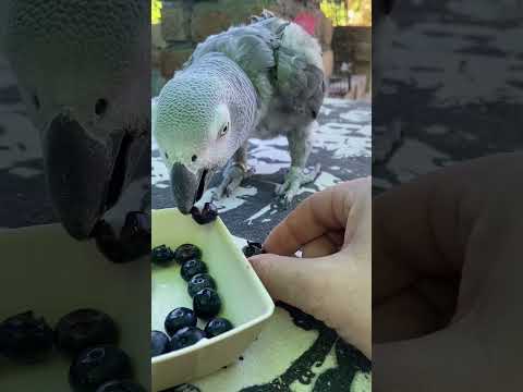 On Sunday momster went Blueberry picking just for us 🫐 #adoptdontshop #cockatoos #africangrey