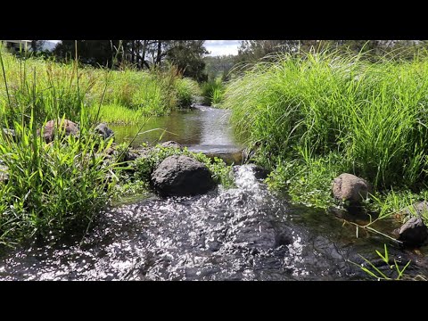 BACK TO NATURE [ ASMR, Creeks Sounds, Birds, Photography, Relaxing, Sleep Sounds ]