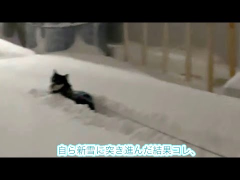 【かたじけねぇ】￼思っていた以上に雪が深くて立ち往生してしまった黒柴タケル〜Takeru was brought to a standstill by the blizzard.〜