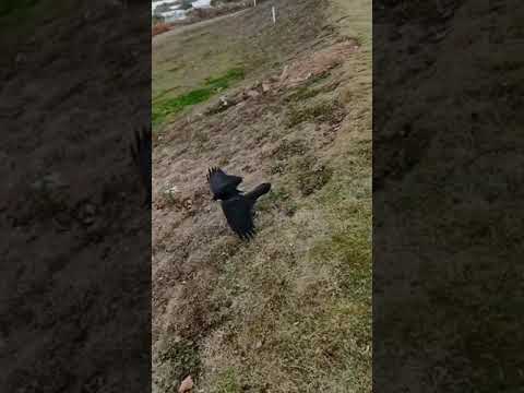 Crow attacking dog #funnyanimals