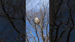 Autumn Surprise: Massive Wasp Nest Uncovered in Michigan’s Bare Trees!