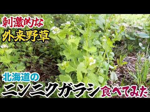 刺激的な外来野草「ニンニクガラシ」を食べてみた