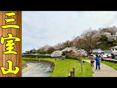 三室山の桜