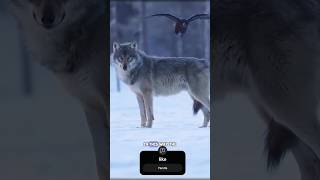 Wolf and raven  friendship #amazingdogskills #animalgenius