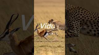 Outspeed the Wild.⏳4 days left #viduai  #Vidu2.0  #viduspeed  #ai