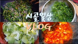 귀농 귀촌 브이로그 시골일상 : 마늘쫑, 다래순 묵나물, 배추김치(ft.닭볶음탕) VLOG,  Braised Spicy Chicken