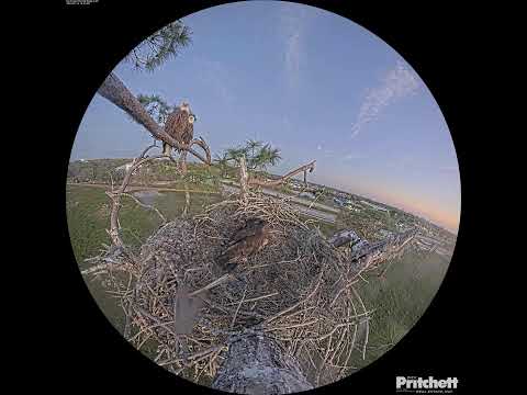 Southwest Florida Eagle Cam - Cam 360