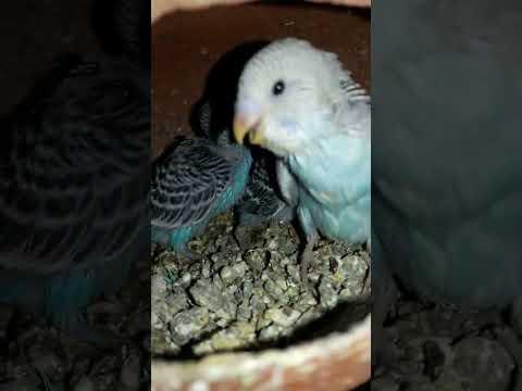 Budgie bird egg hatching Chicks Growth Day 27 #Viral #Shorts