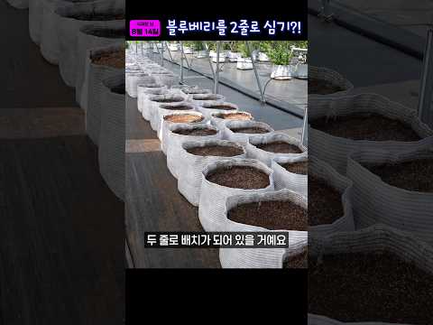 블루베리 식재 간격 60cm?!