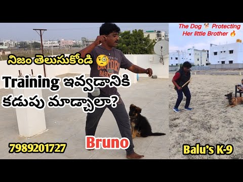 Dogs కి కడుపు మాడ్చి training ఇవ్వాలా | నిజం తెలుసుకోండి @BalusK9Dogtraining #support