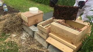 Beginner Beekeeping Ireland - Transferring Nuc in to Hive