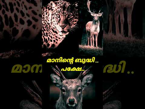 Leopard VS Deer.. എന്തും സംഭവിക്കാം.. Suspense #shorts #shortsfeed #shortsvideo